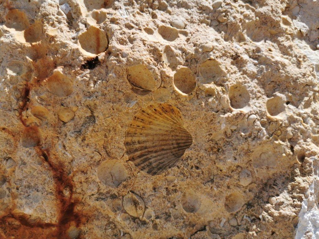 MELLIEHA - IMGIEBAH BAY - Tracce di fossili sulla falesia